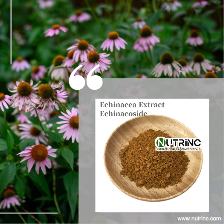 Echinacea Extract Echinacoside Polyphenol  Cichoric acid 2% 4%