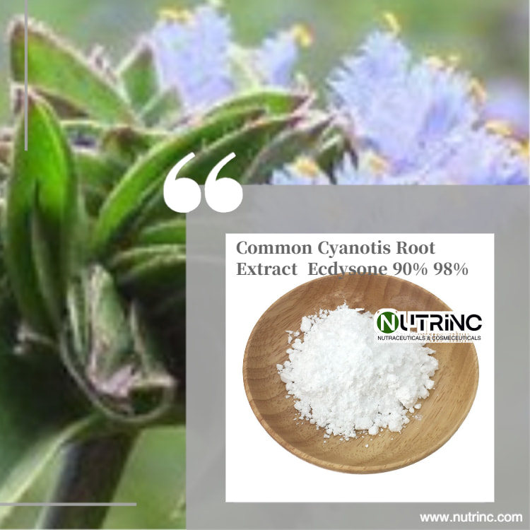 Common Cyanotis Root Extract  Ecdysone 90% 98% 