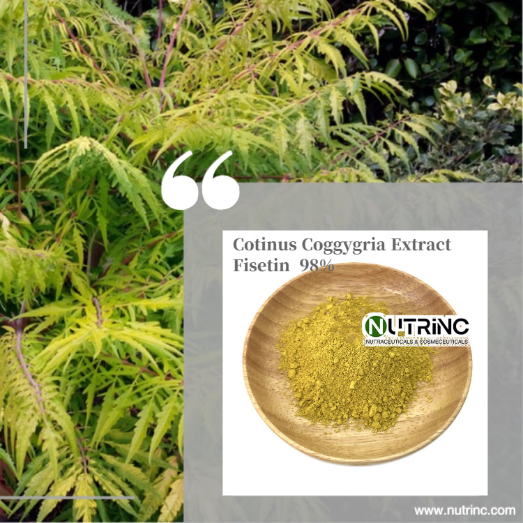 Cotinus Coggygria Extract Fisetin  98%