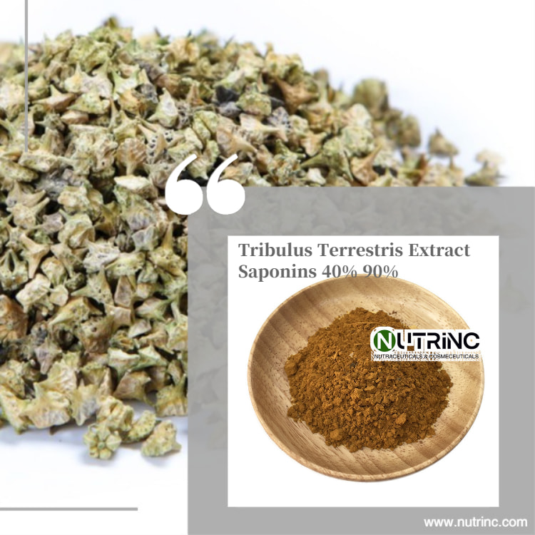 Tribulus Terrestris Extract Saponins 40% 90%