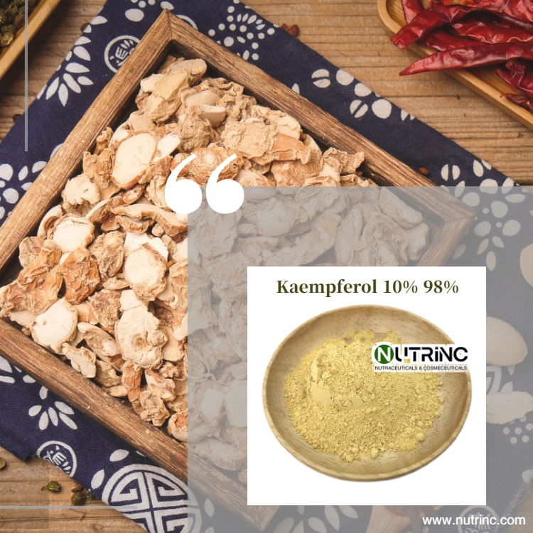 Kaempferol Extract Kaempferol 10% 98%