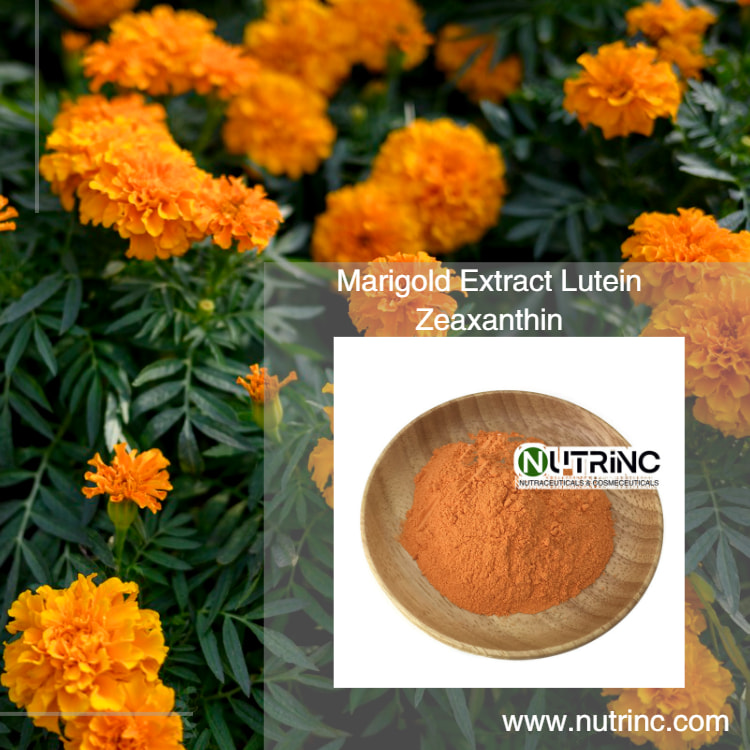 Marigold Extract Lutein 5% 10%