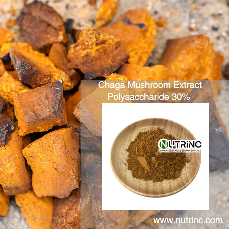 Chaga Mushroom Extract Powder