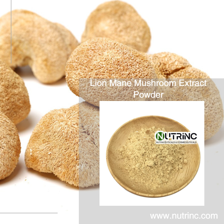 Lion Mane Mushroom Extract Powder
