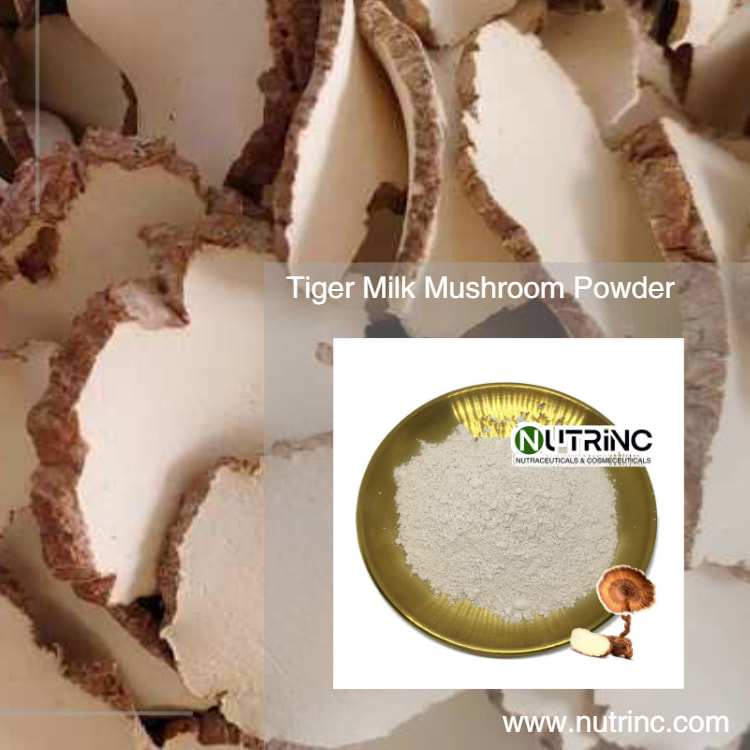 Tiger Milk Mushroom Powder
