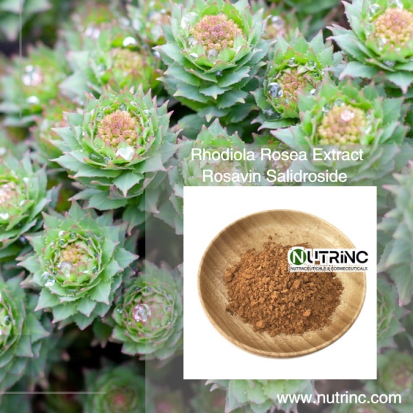 Rhodiola Rosea Extract Powder Rosavin 3% Salidroside 3%