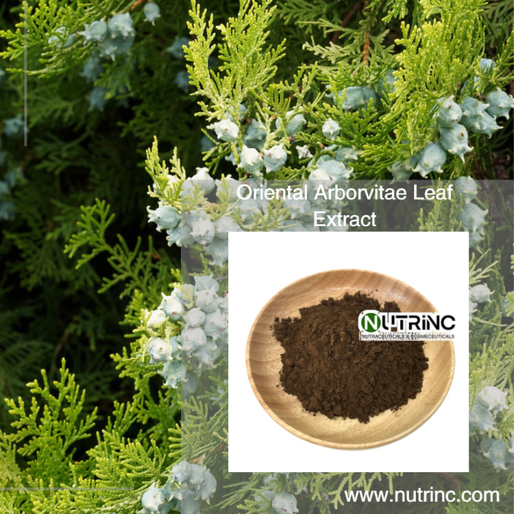 Oriental Arborvitae Leaf Extract