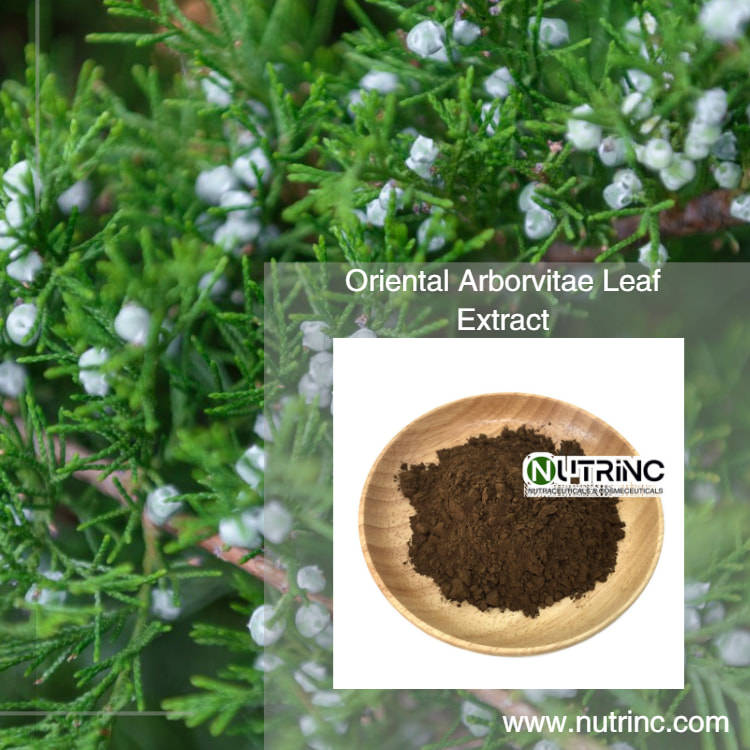 Oriental Arborvitae Leaf Extract