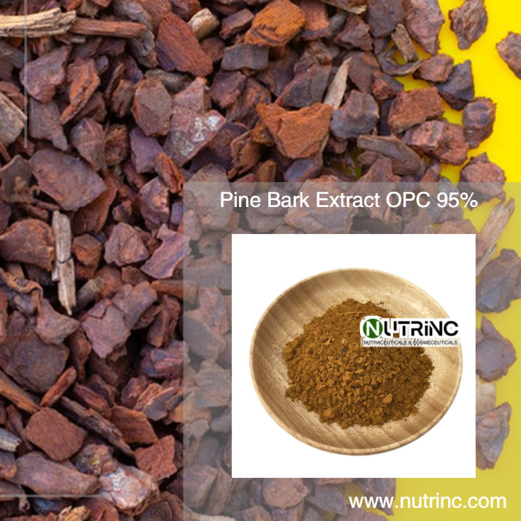 Pine Bark Extract OPC 95%