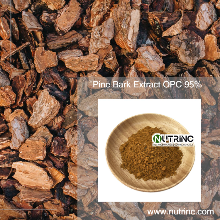 Pine Bark Extract OPC 95%