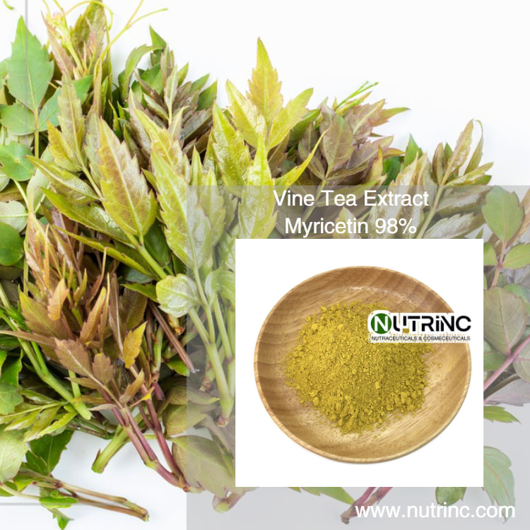 Vine Tea Extract  Myricetin 98%