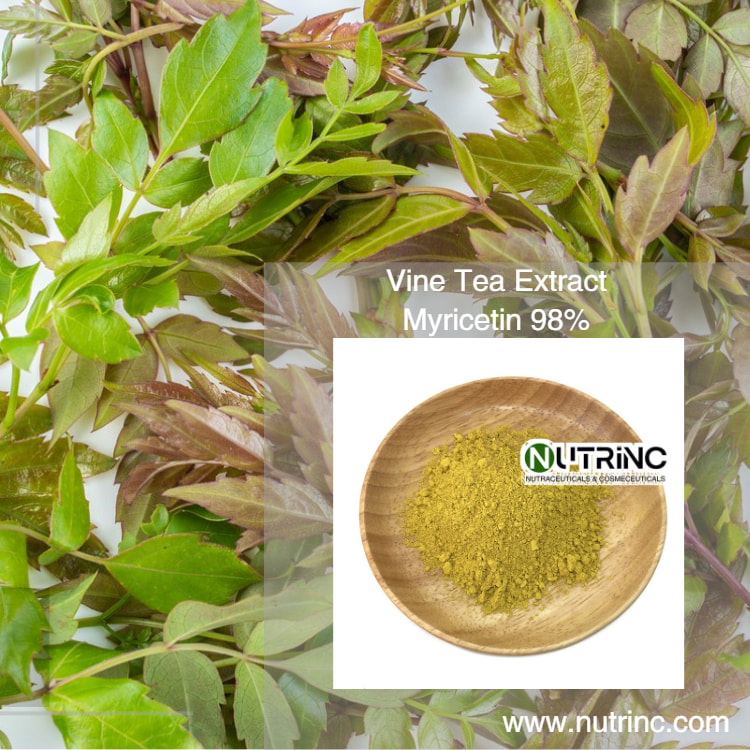 Vine Tea Extract  Myricetin 98%