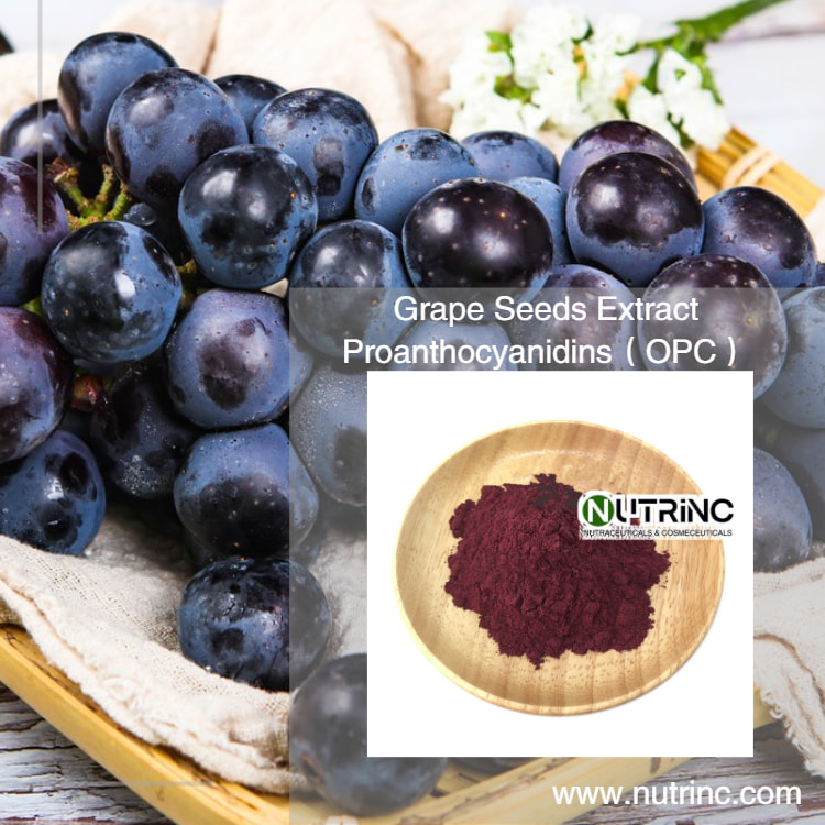 Grape Seeds Extract Proanthocyanidins（OPC）95%  
