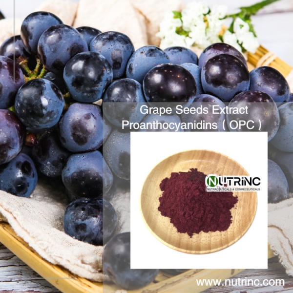 Grape Seeds Extract Proanthocyanidins（OPC）95%  