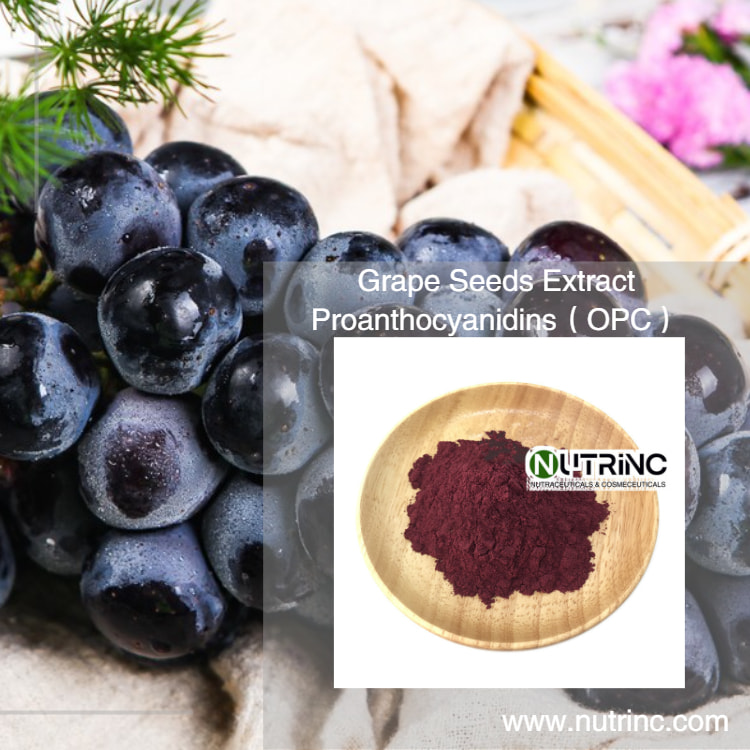 Grape Seeds Extract Proanthocyanidins（OPC）95%  