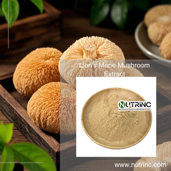 Lion Mane Mushroom Extract Powder