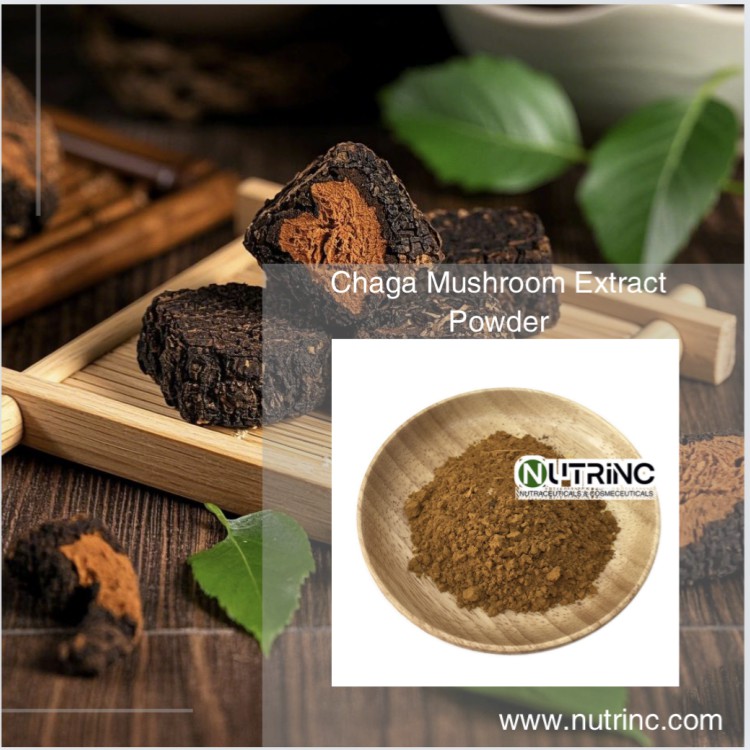 Chaga Mushroom Extract Powder
