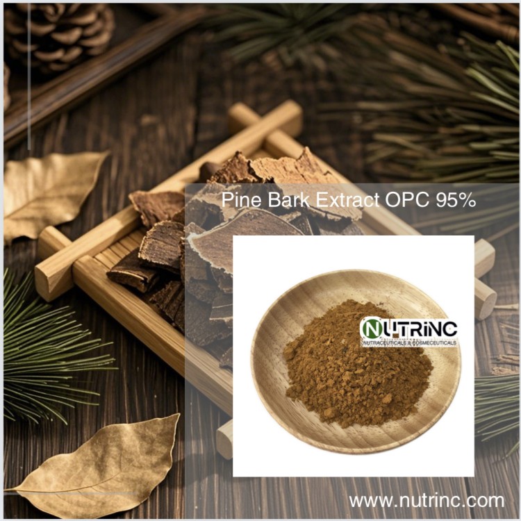 Pine Bark Extract OPC 95%