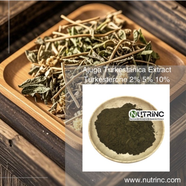 Ajuga Turkestanica Extract Turkesterone 2% 5% 10%