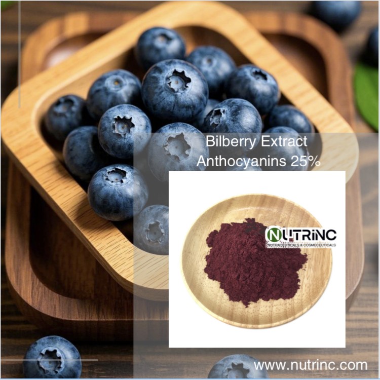 Bilberry Extract Anthocyanins 25%