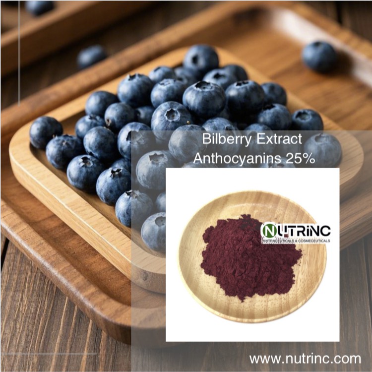 Bilberry Extract Anthocyanins 25%