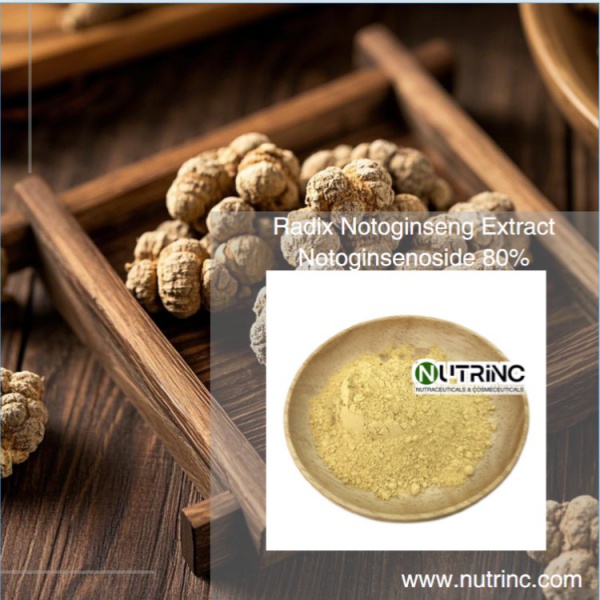 Radix Notoginseng Extract Notoginsenoside 80%