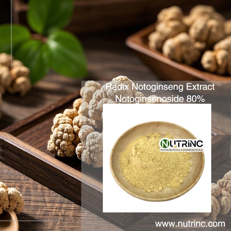 Radix Notoginseng Extract Notoginsenoside 80%
