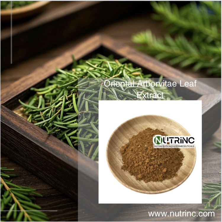 Oriental Arborvitae Leaf Extract