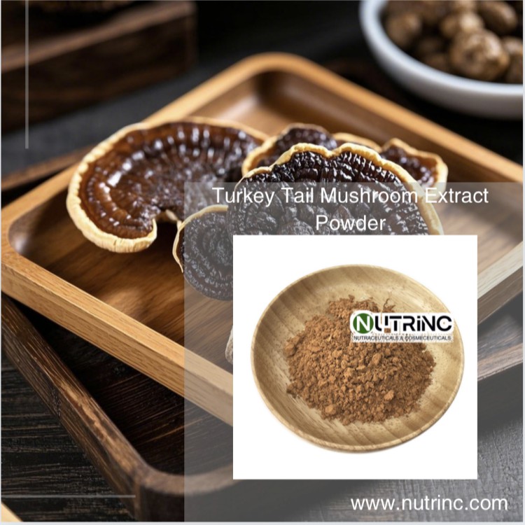 Turkey Tail Mushroom Extract Powder