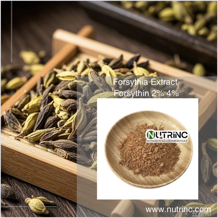 Forsythia Extract Forsythin 2% 4%