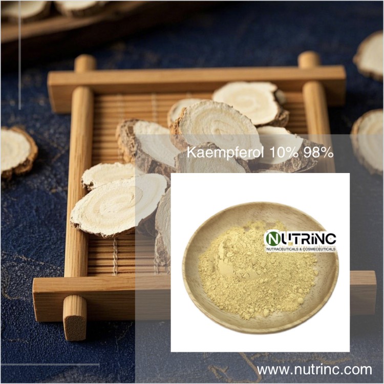 Kaempferol Extract Kaempferol 10% 98%
