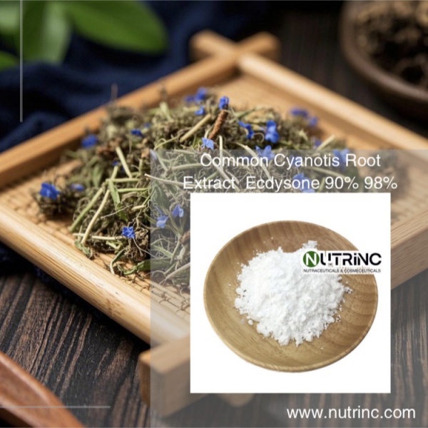 Common Cyanotis Root Extract  Ecdysone 90% 98% 