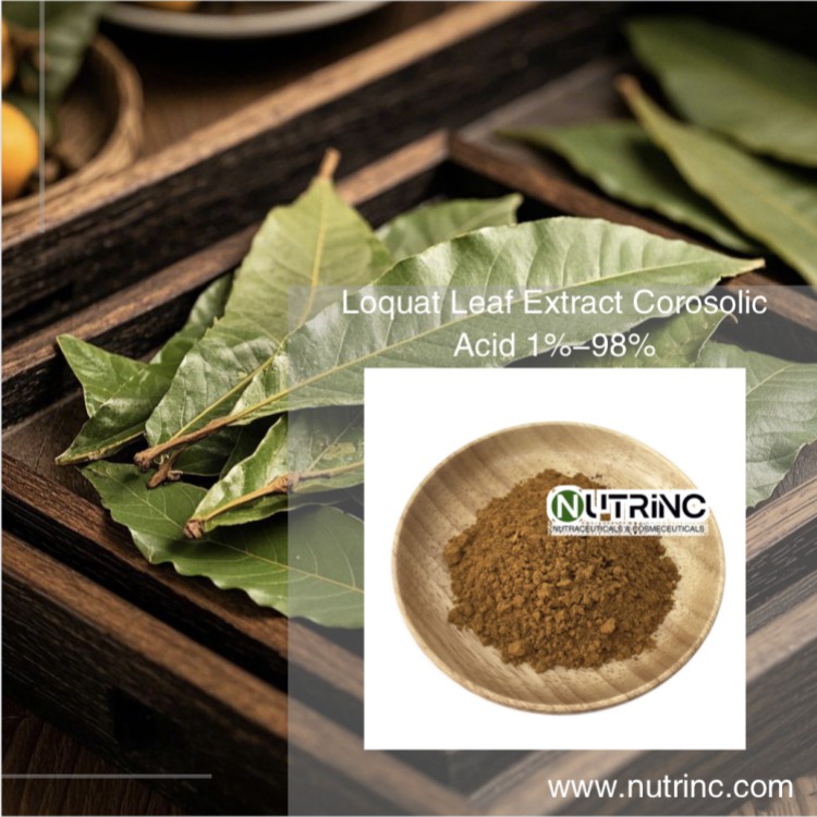 Loquat Leaf Extract Corosolic Acid 1%-98%