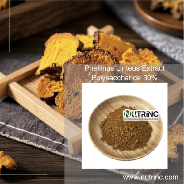 Phellinus Linteus Extract Polysaccharide 30%