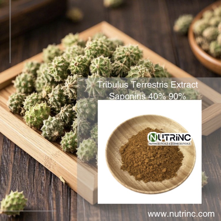 Tribulus Terrestris Extract Saponins 40% 90%