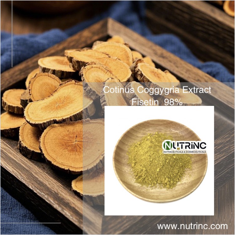 Cotinus Coggygria Extract Fisetin  98%
