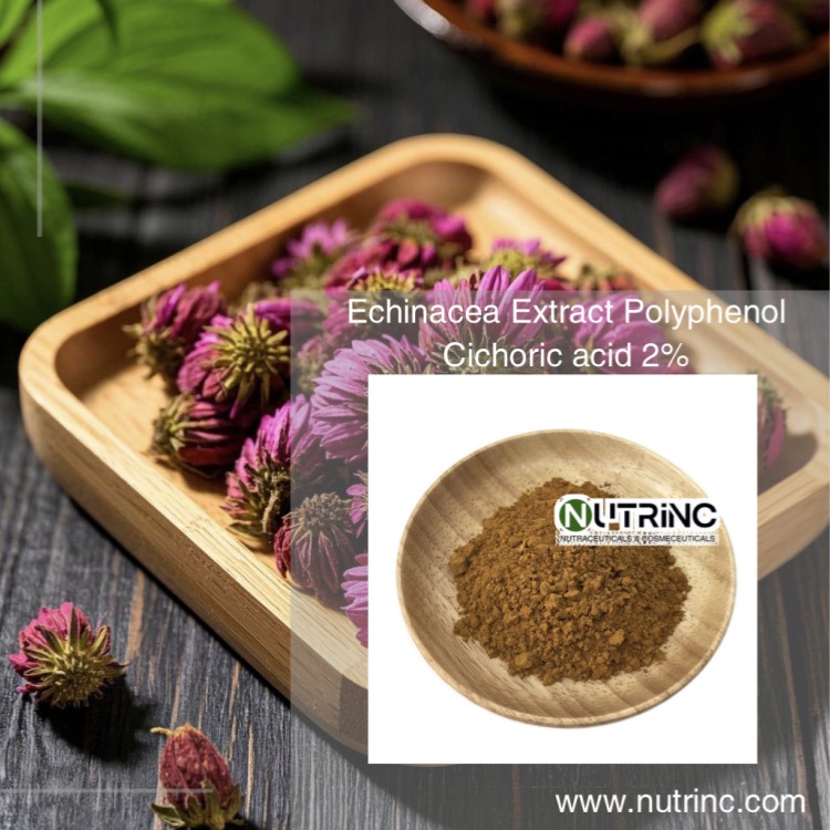 Echinacea Extract Echinacoside Polyphenol  Cichoric acid 2% 4%