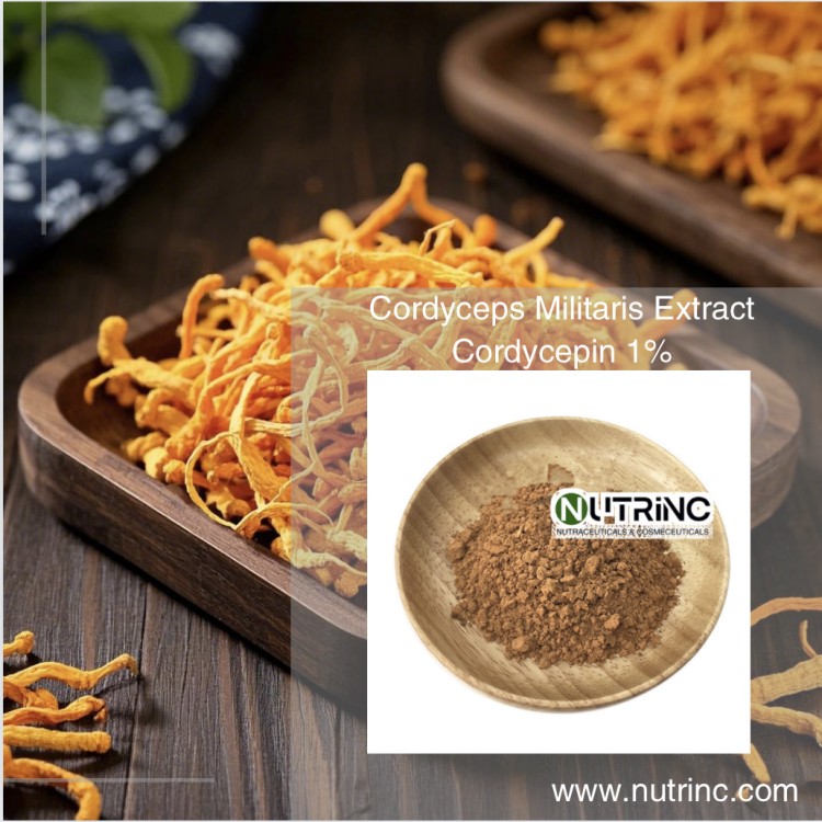 Cordyceps Militaris Extract Cordycepin 1%
