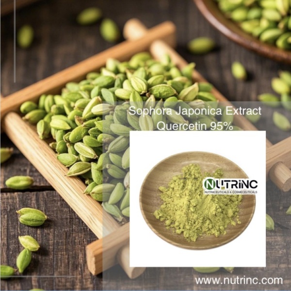 Sophora Japonica Extract Quercetin 95%
