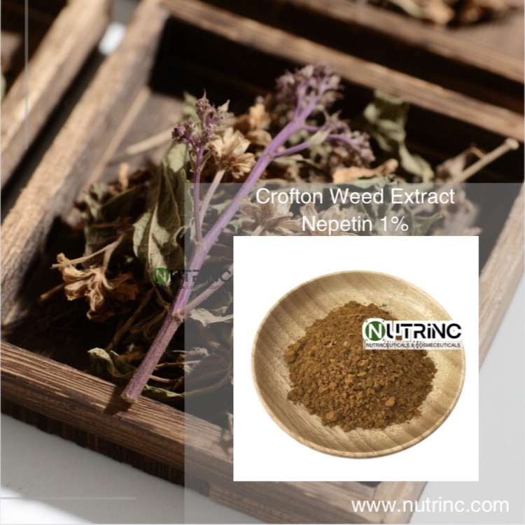 Crofton Weed Extract Nepetin 1%