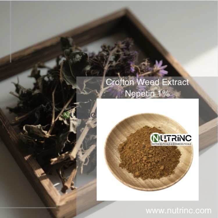 Crofton Weed Extract Nepetin 1%