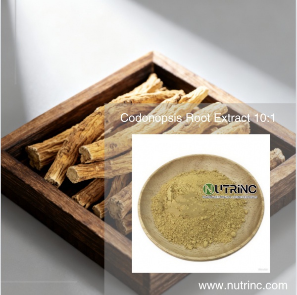 Codonopsis Root Extract 10:1