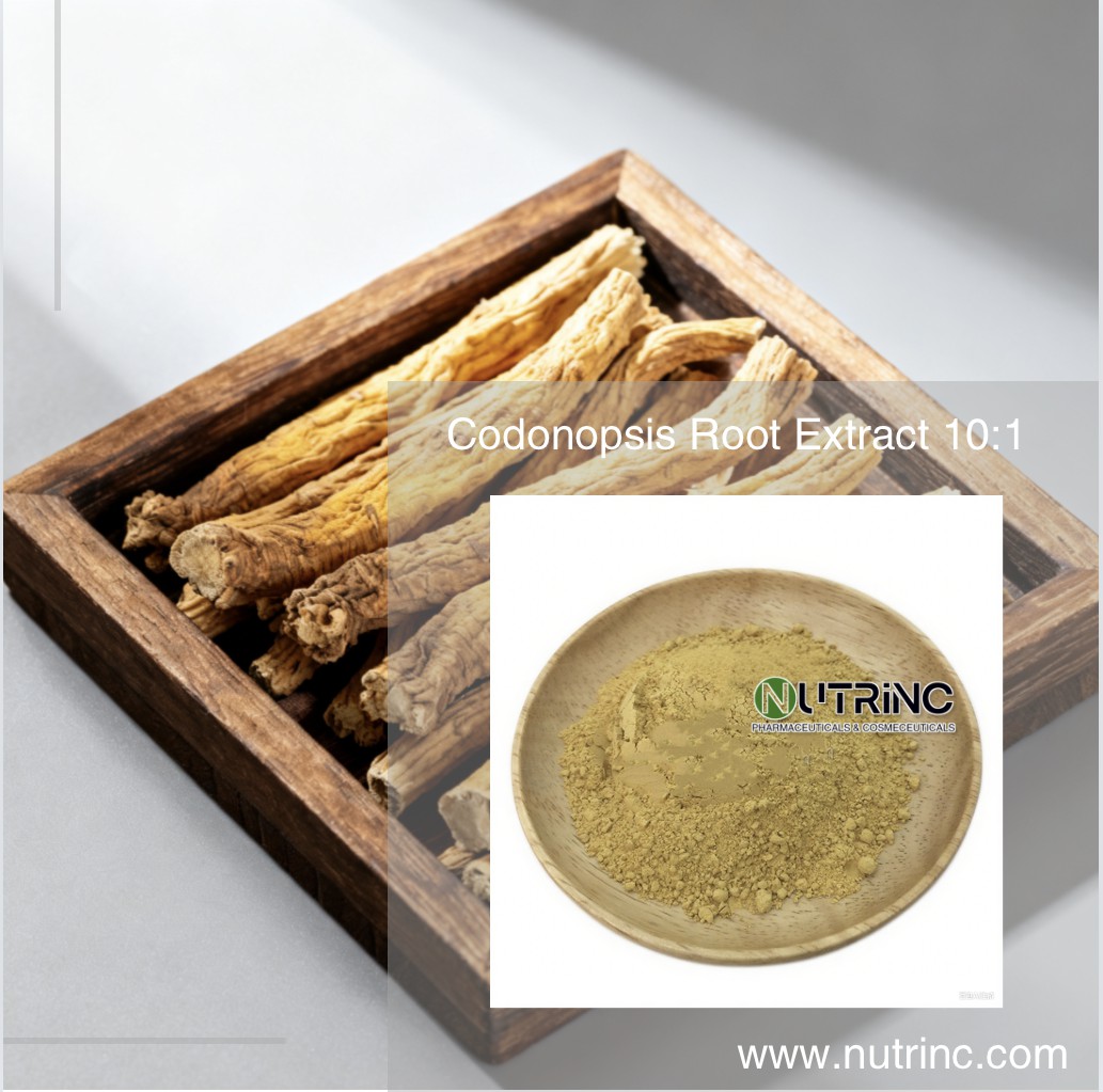 Codonopsis Root Extract 10:1