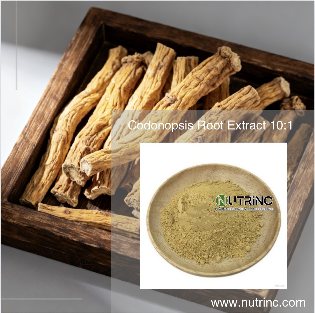 Codonopsis Root Extract 10:1