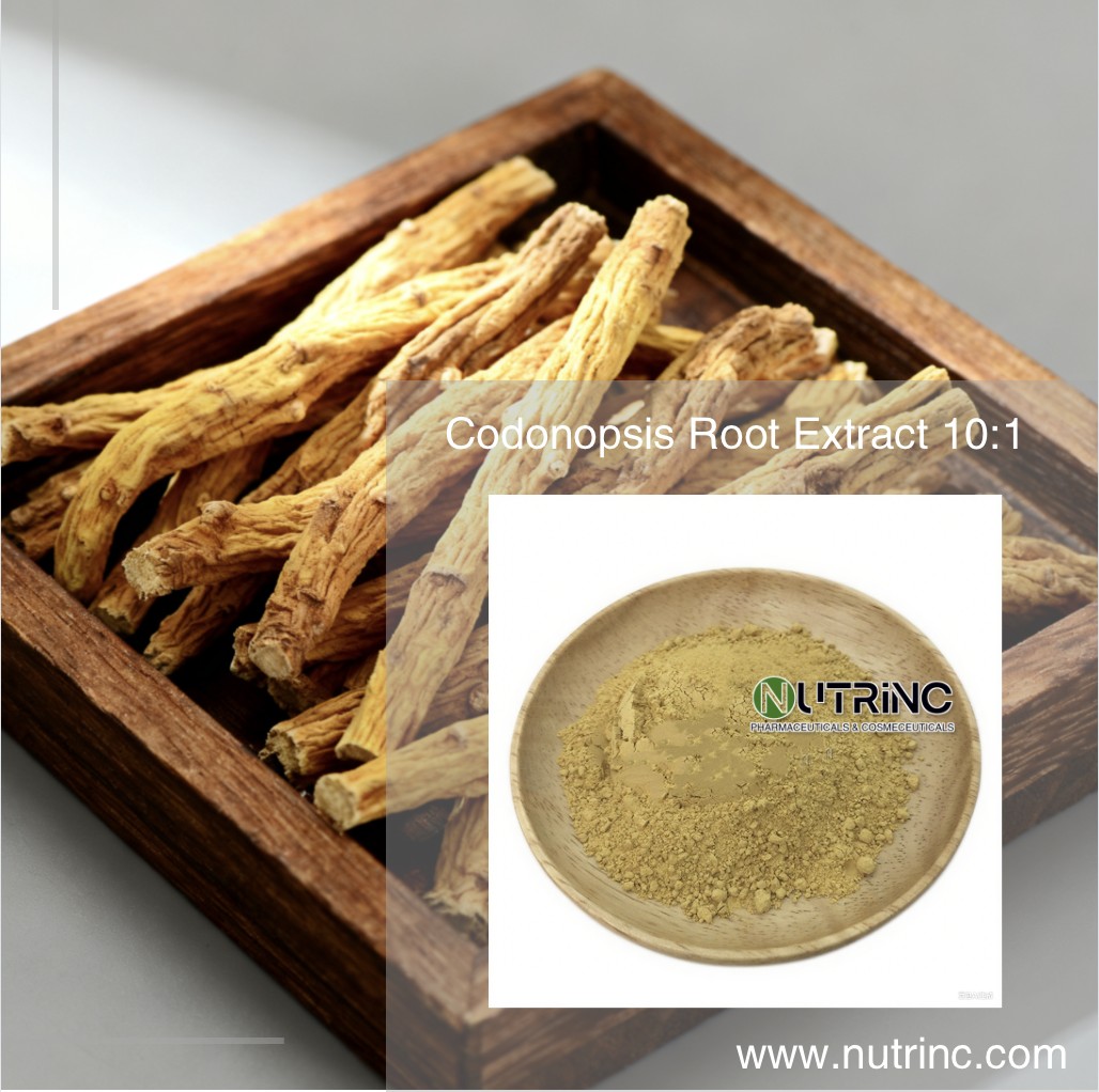 Codonopsis Root Extract 10:1