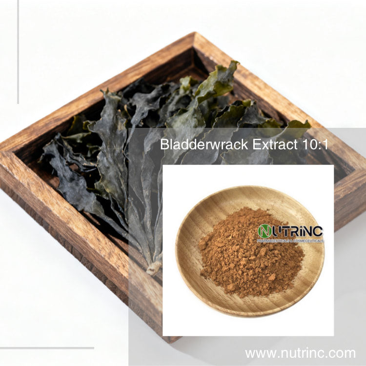 Bladderwrack Extract 10:1