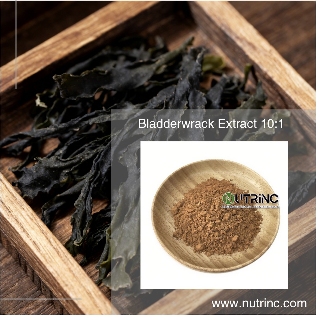 Bladderwrack Extract 10:1