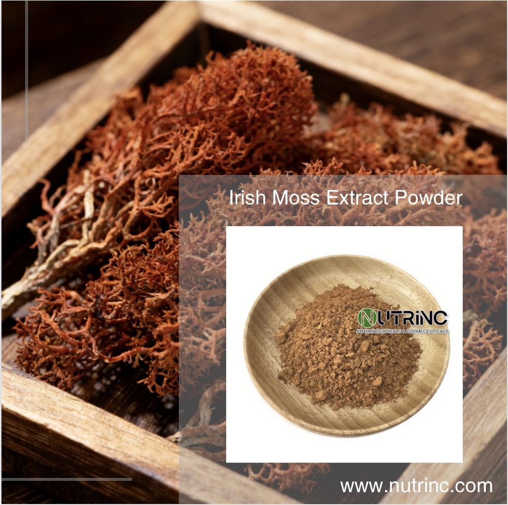 Irish Moss Extract Powder