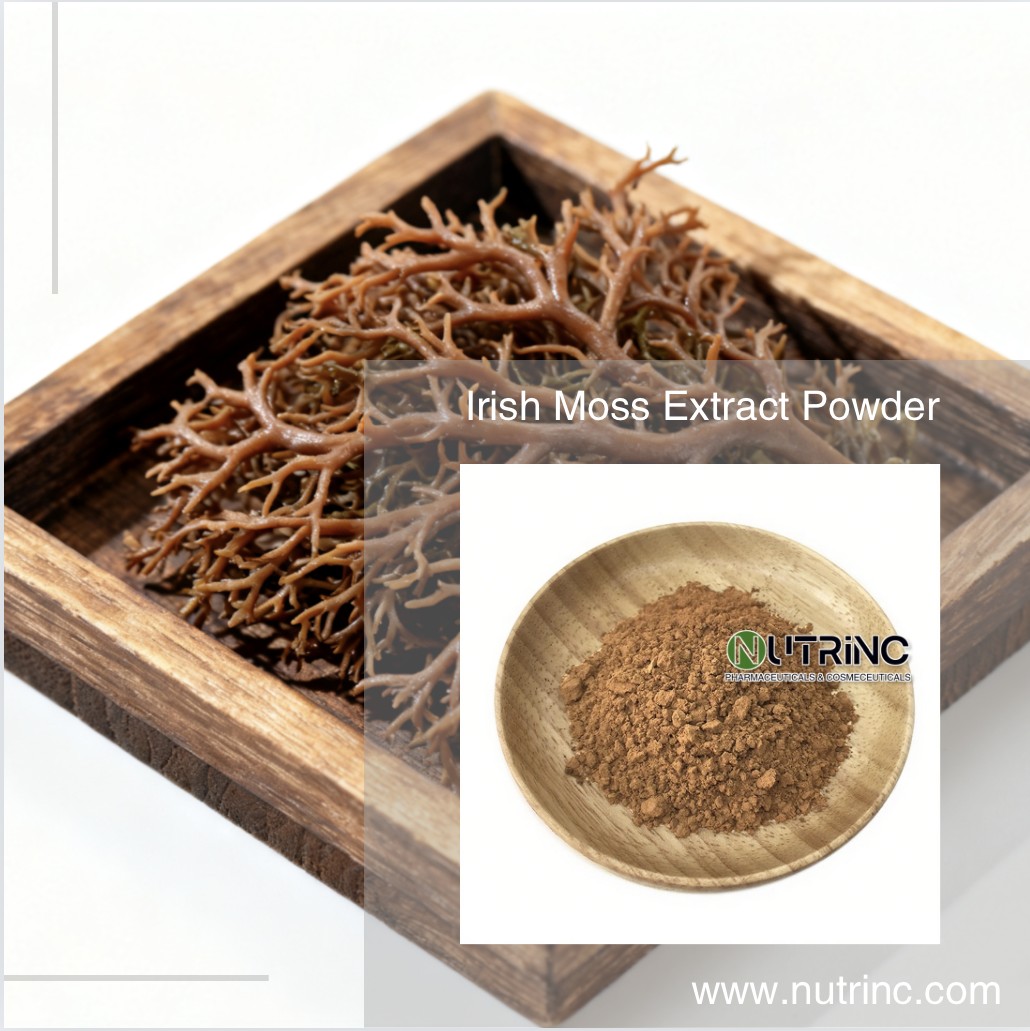 Irish Moss Extract Powder