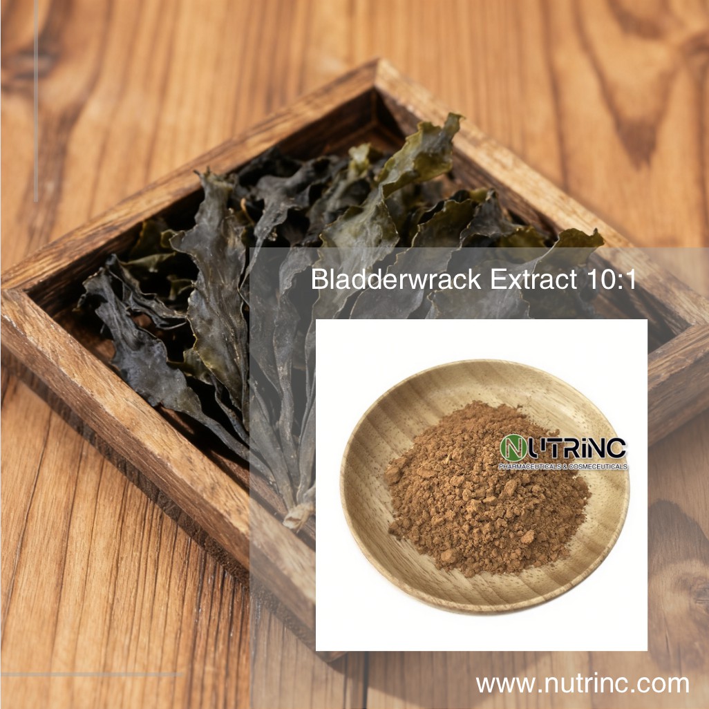 Bladderwrack Extract 10:1
